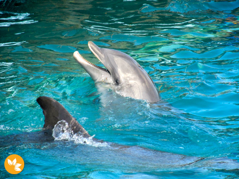Nadar com golfinhos em Cancún – Dolphin Discovery