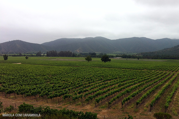 Plantações de Uvas no Chile