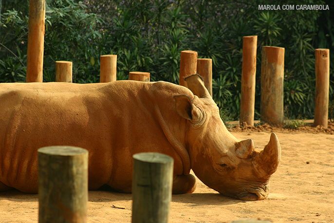 Rinoceronte no Zoo de SP