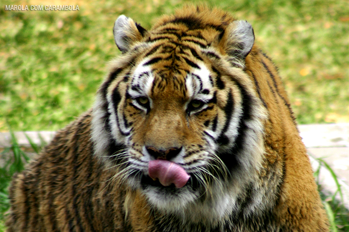 Tigre no Zoológico