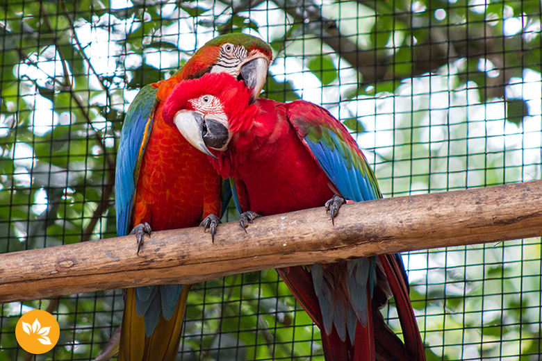 Parque das Aves em Foz do Iguaçu - Araras