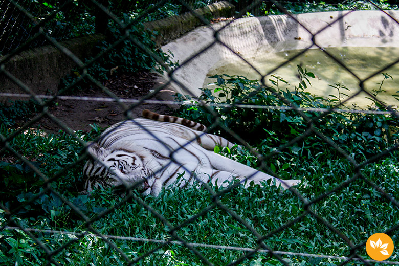 Zoo Safári em São Paulo
