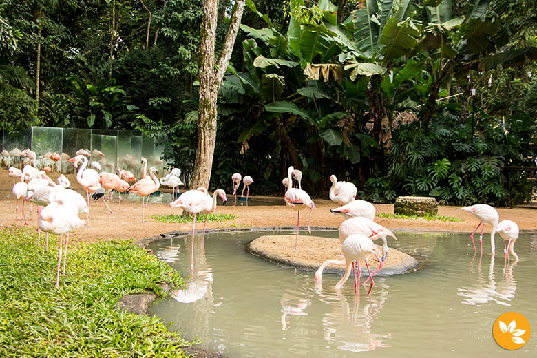 Flamingos no Parque das Aves - Foz do Iguaçu