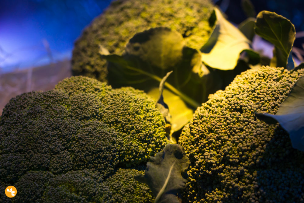 Broccoli Consumption Conference
