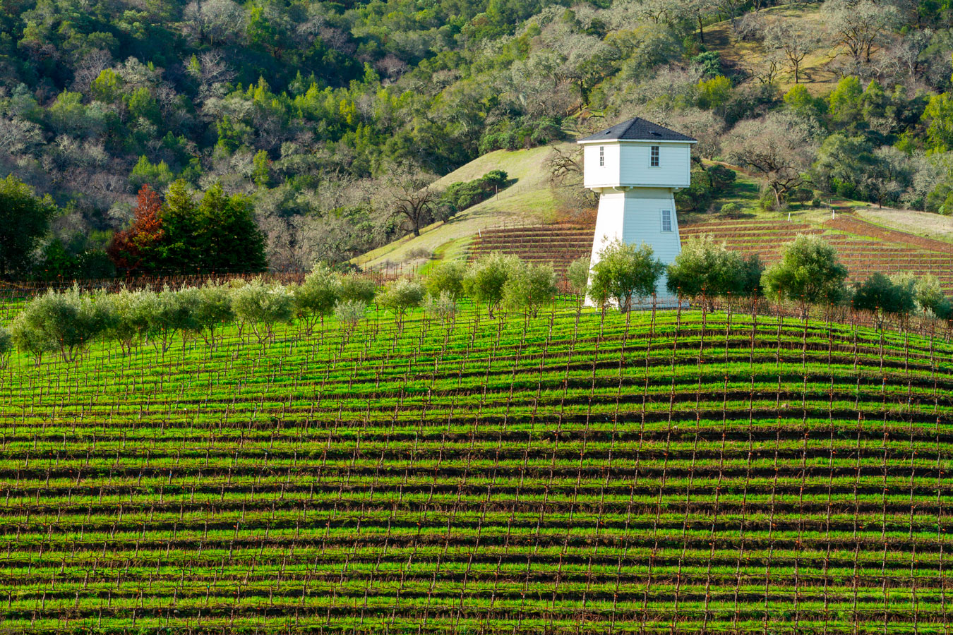 Condado de Sonoma, nos Estados Unidos, é o epicentro dos melhores vinhos do país norte-americano